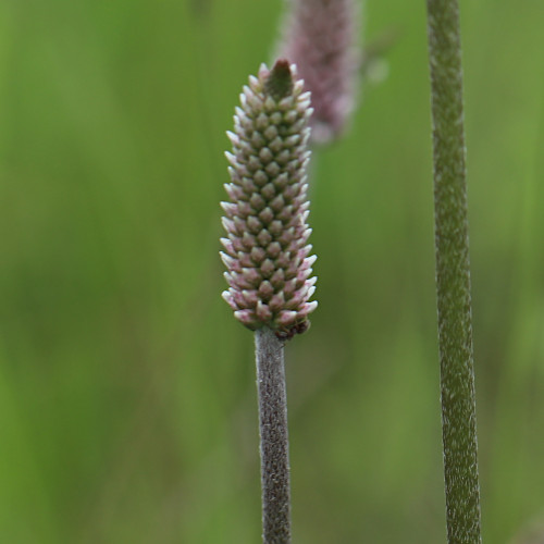 Mittlerer Wegerich / Plantago media